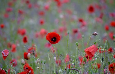 Close-up of red poppy flowers