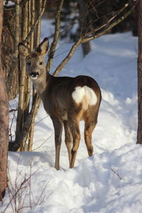 Deer standing on snow field