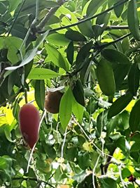 Close-up of fruits growing on tree