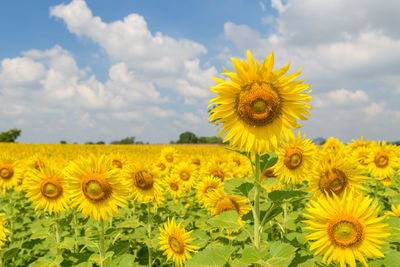 Beautiful sunflower flower blooming in sunflowers field on winter season, lop buri thailand