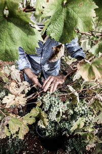 Woman working on plant