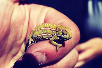 Close-up of human hand holding leaf