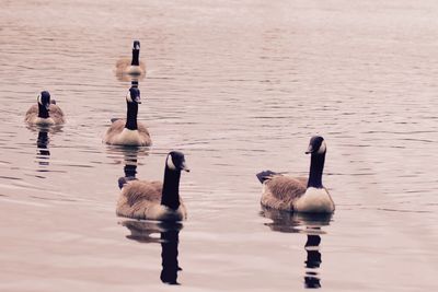 High angle view of canada geese swimming on lake