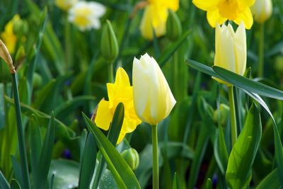 Close-up of yellow flowering plant