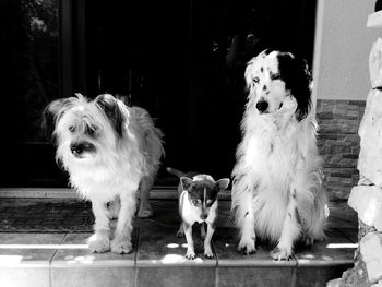 Portrait of dogs sitting outdoors