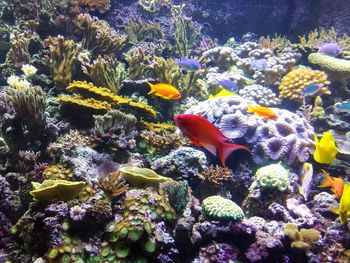 Close-up of coral in sea
