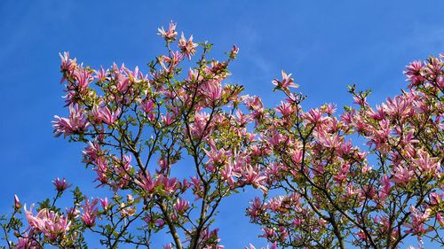 Low angle view of pink flowers against blue sky