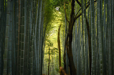 Low angle view of monkey