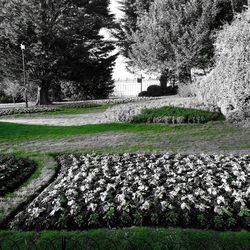 View of flowering plants in park