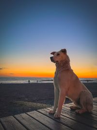 Dog looking at sea shore against sky during sunset