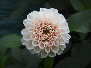 Close-up of white dahlia flower