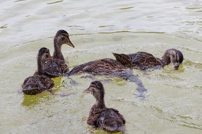 View of duck swimming in lake