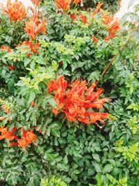 Close-up of orange flowers on plant