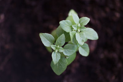 Close-up of fresh green plant