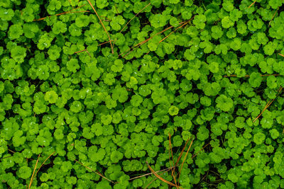 Full frame shot of leaves floating on land