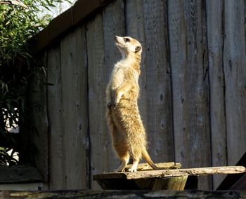 Cat standing on wood against fence