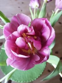 Close-up of pink flowering plant