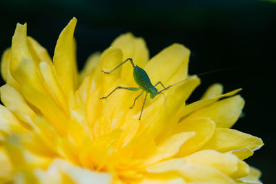 Close-up of insect on yellow flower