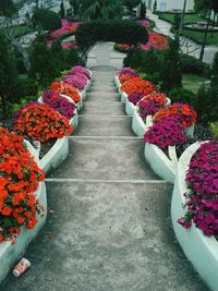 Close-up of red flowers