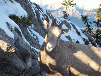 Mountain goat during winter