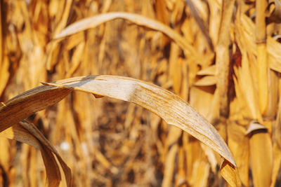 Close-up of crops on field