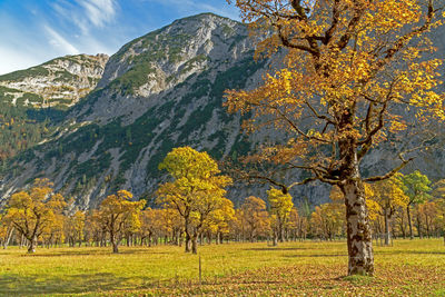 Trees on field against mountain during autumn