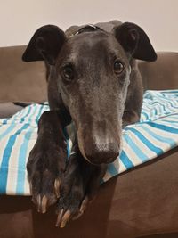 Portrait of dog relaxing on bed at home