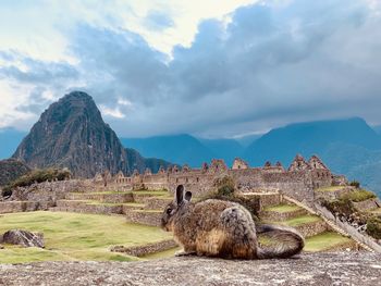 View of a reptile on mountain