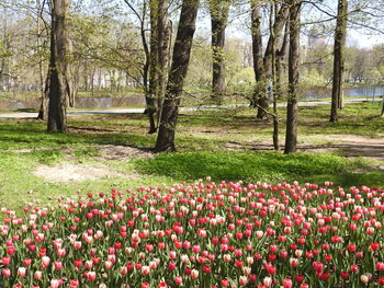 View of flowering trees in park