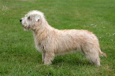 Side view of a dog on field