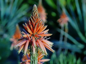 Close-up of plant against blurred background
