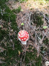 High angle view of fly agaric mushroom on field