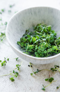 Fresh organic radish micro green in bowl on concrete background