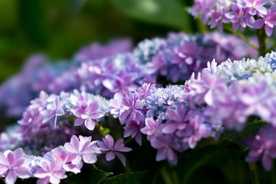 Close-up of pink flowering plants