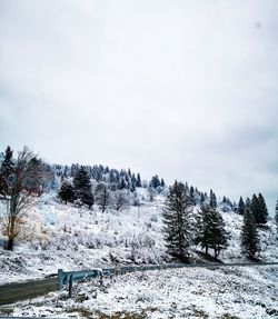 Pine trees on snow covered land against sky