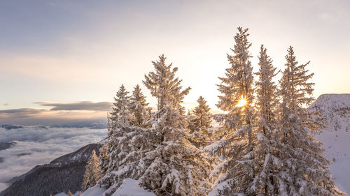 Snow covered pine tree against sky during winter