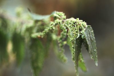 Close-up of snow on plant