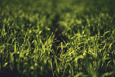 Full frame shot of corn field