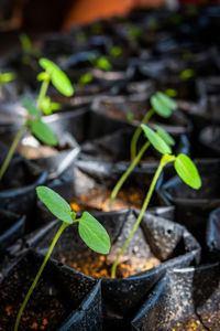 Close-up of small plant growing outdoors