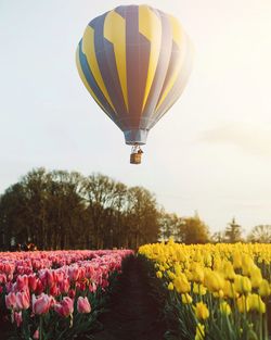 Hot air balloon over tulip field against sky