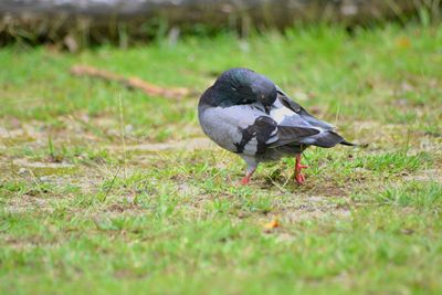 Bird on grassy field