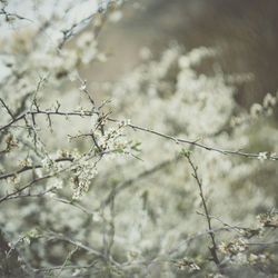 Close-up of flowers against sky