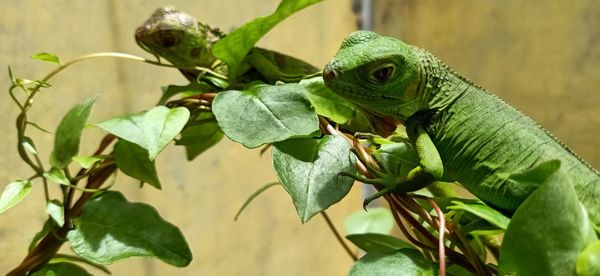 Close-up of a lizard on plant