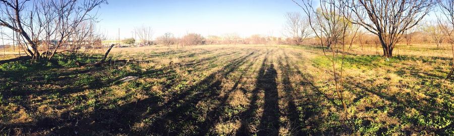 Bare trees on field against clear sky