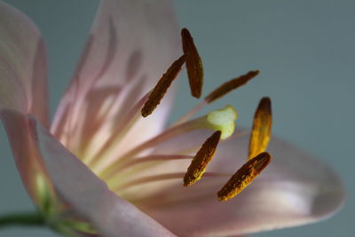 Close-up of flower against blurred background