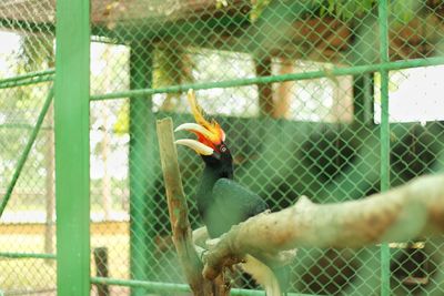 Close-up of bird in cage