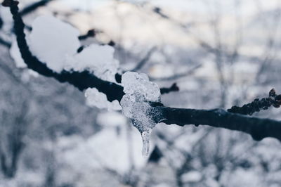 Close-up of frozen plant during winter