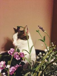 Close-up of cat perching on plant