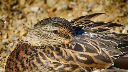 Close-up of bird