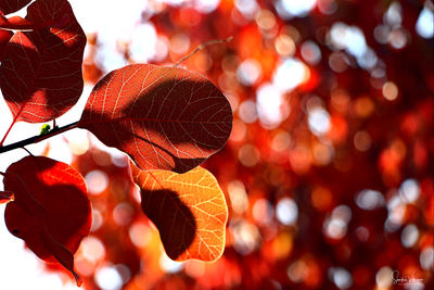Close-up of autumn leaves on tree
